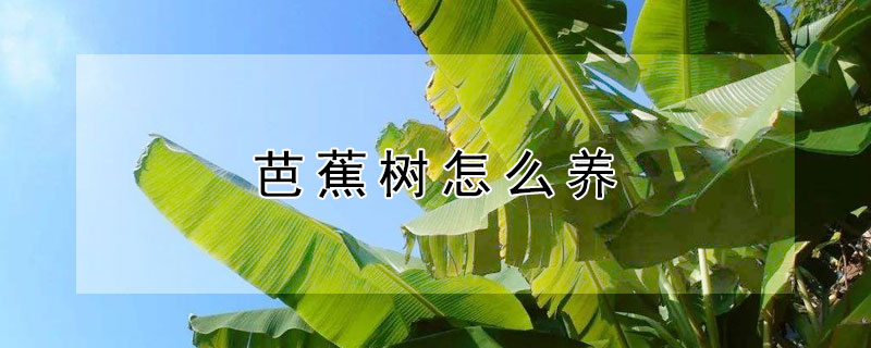 芭蕉树怎么养