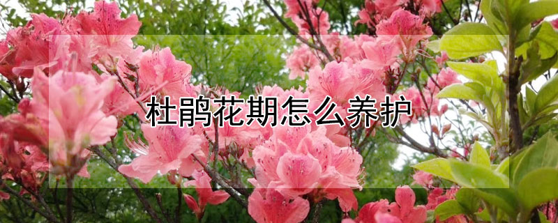 杜鹃花期怎么养护