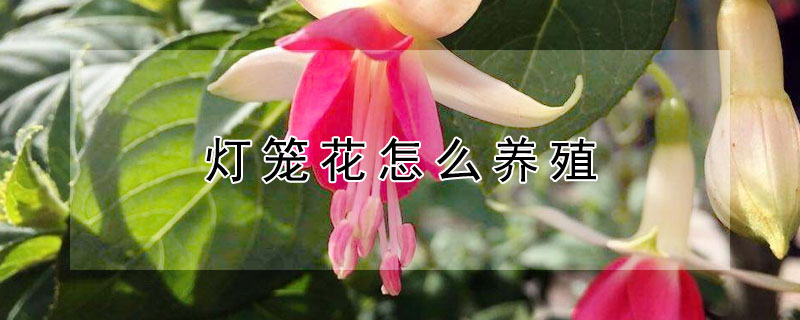 灯笼花怎么养殖