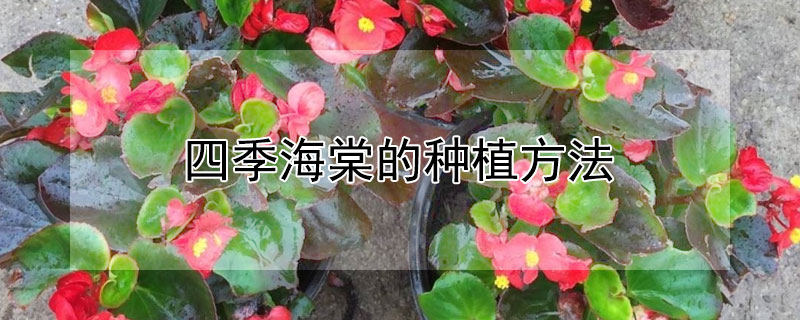四季海棠的种植方法