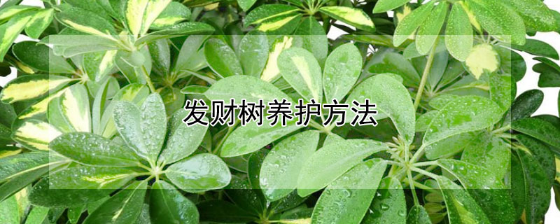 发财树养护方法