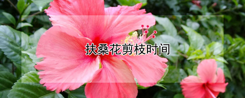 扶桑花剪枝时间