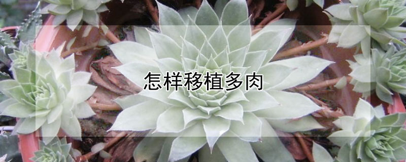 怎样移植多肉