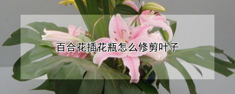 百合花插花瓶怎么修剪叶子 发财农业网