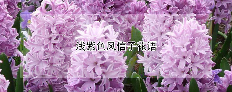 浅紫色风信子花语