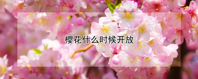 樱花什么时候开放