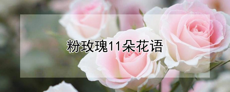 粉玫瑰11朵花语