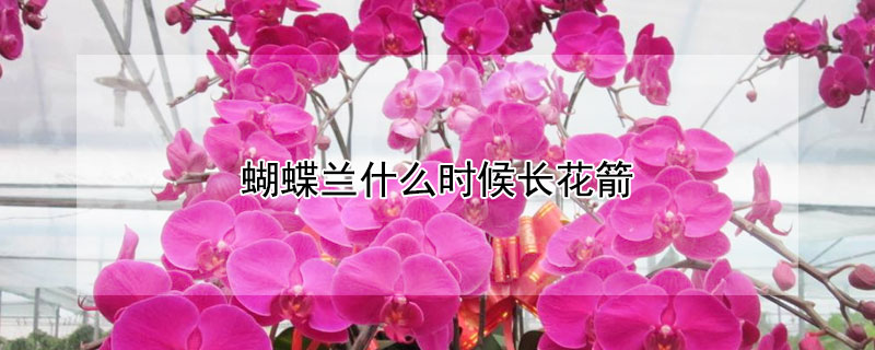 蝴蝶兰什么时候长花箭