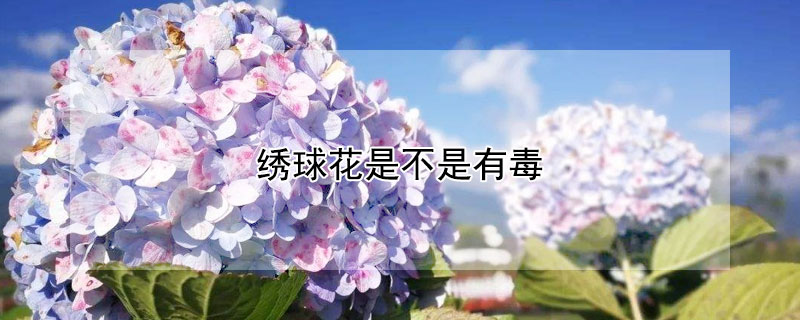 绣球花是不是有毒