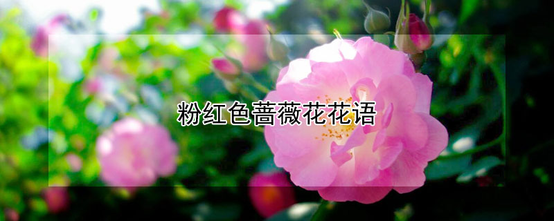 粉红色蔷薇花花语