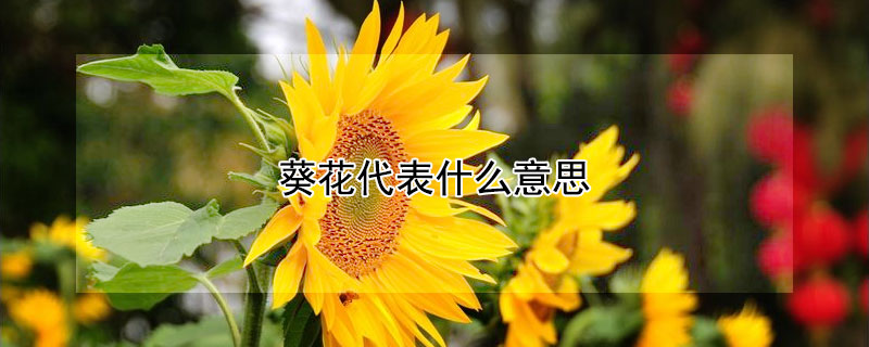 葵花代表什么意思 发财农业网