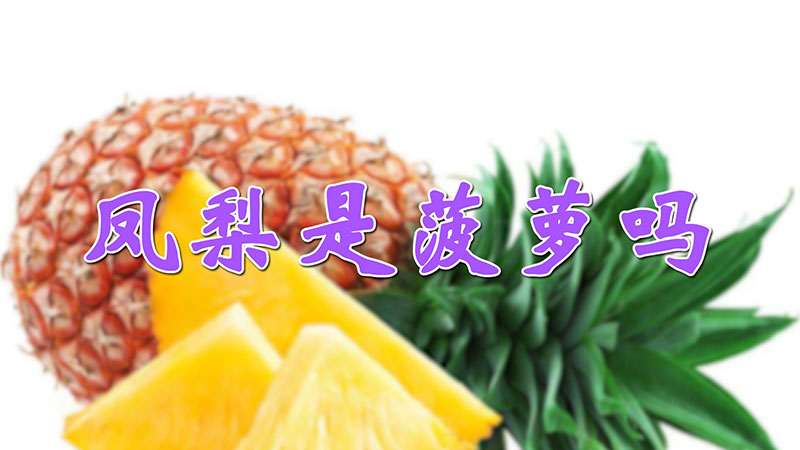 凤梨是菠萝吗