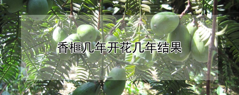 香榧几年开花几年结果