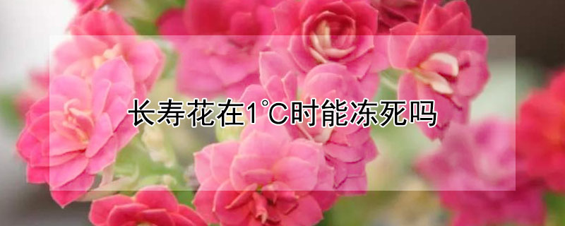 长寿花在1℃时能冻死吗