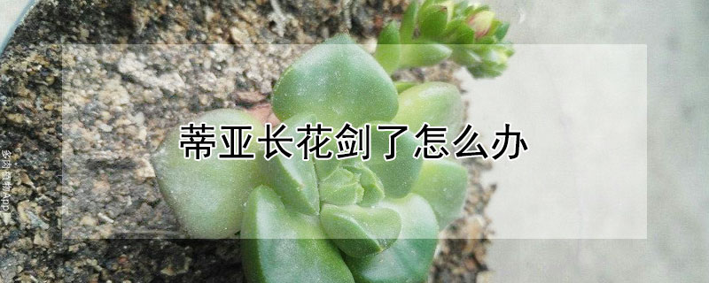 蒂亚长花剑了怎么办