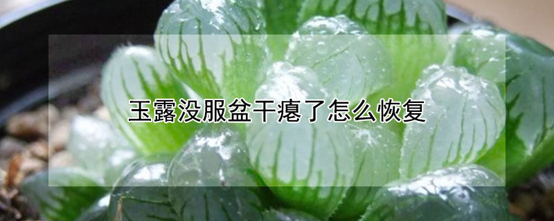 玉露没服盆干瘪了怎么恢复