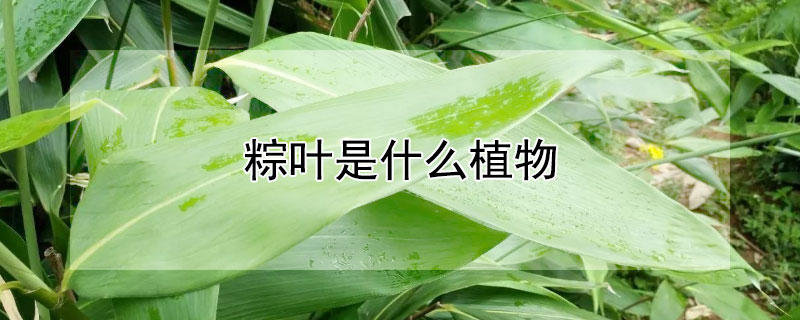 粽叶是什么植物