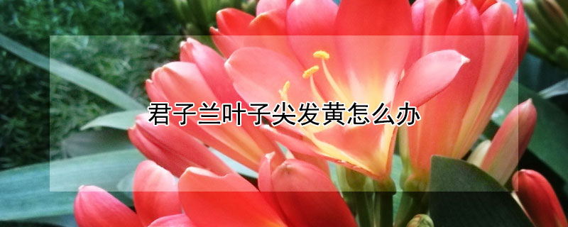 君子兰叶子尖发黄怎么办