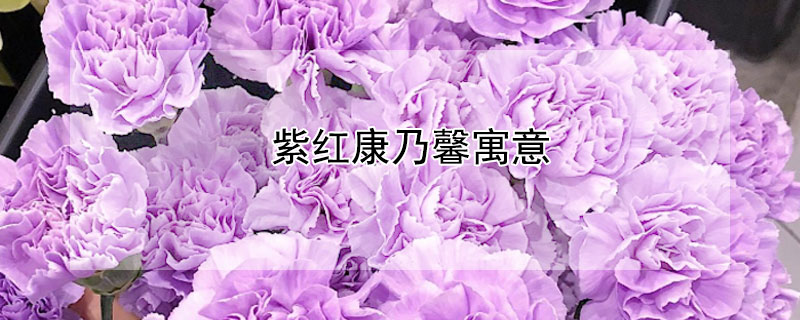 紫红康乃馨寓意