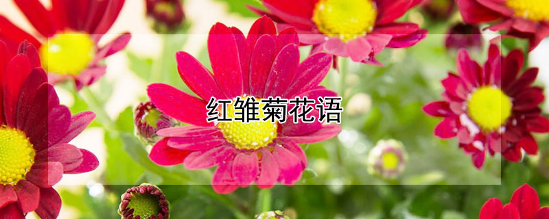 红雏菊花语