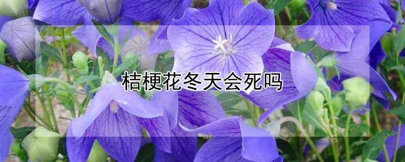 桔梗花冬天会死吗