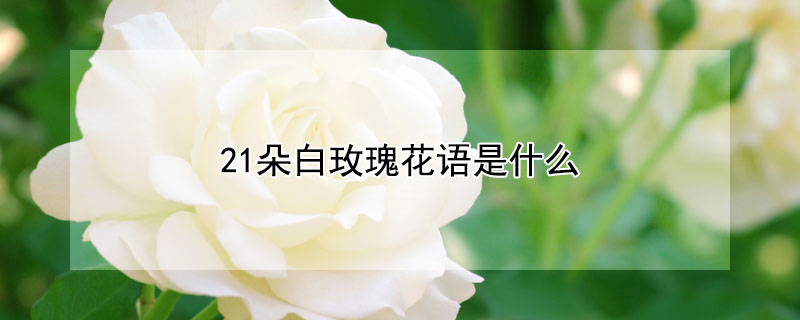 21朵白玫瑰花语是什么
