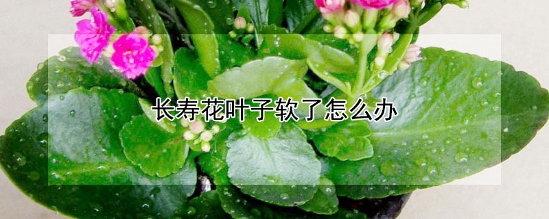 长寿花叶子软了怎么办