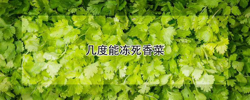 几度能冻死香菜