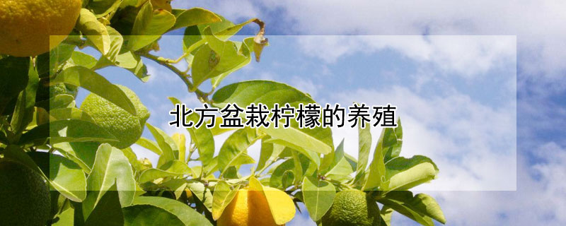 北方盆栽柠檬的养殖 —【发财农业网】