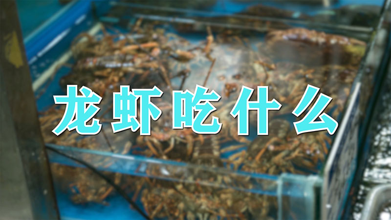 龙虾吃什么