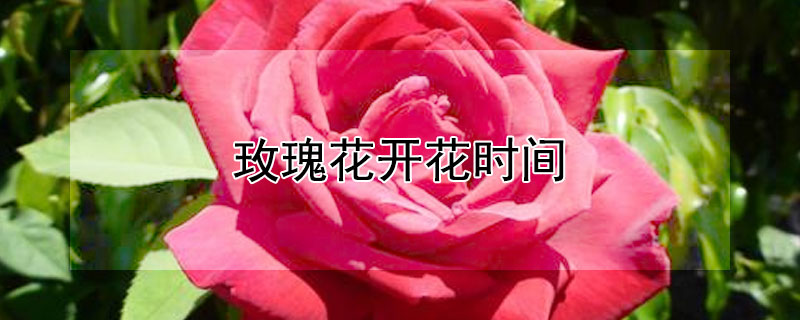 玫瑰花开花时间