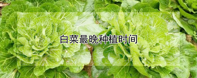 白菜最晚种植时间