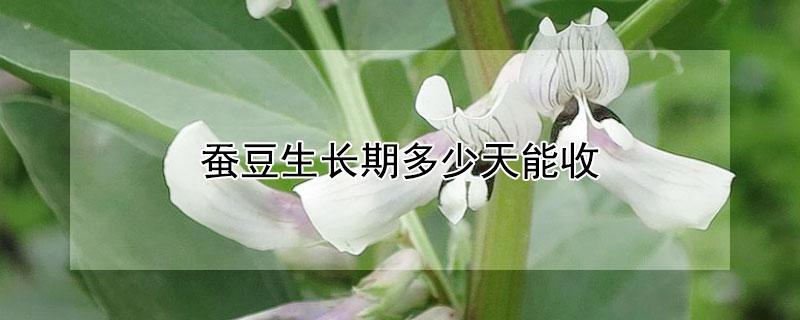 蚕豆生长期多少天能收