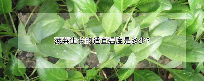 菠菜生长的适宜温度是多少?