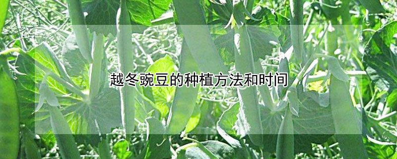 越冬豌豆的种植方法和时间