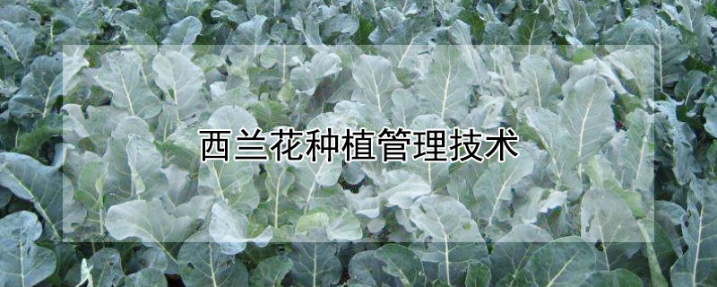 西兰花种植管理技术