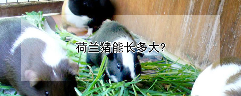 荷兰猪能长多大?