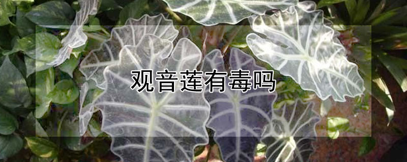 观音莲有毒吗