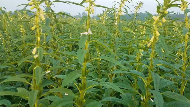 芝麻怎么种植技术