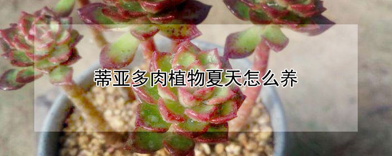 蒂亚多肉植物夏天怎么养