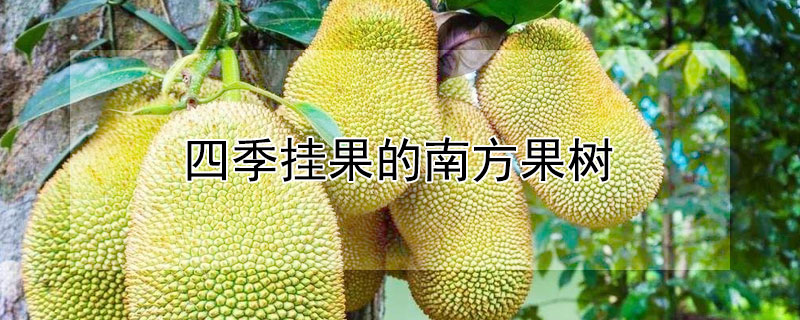 四季挂果的南方果树