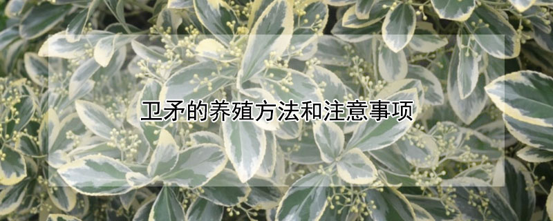 卫矛的养殖方法和注意事项