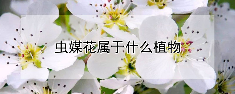 虫媒花属于什么植物