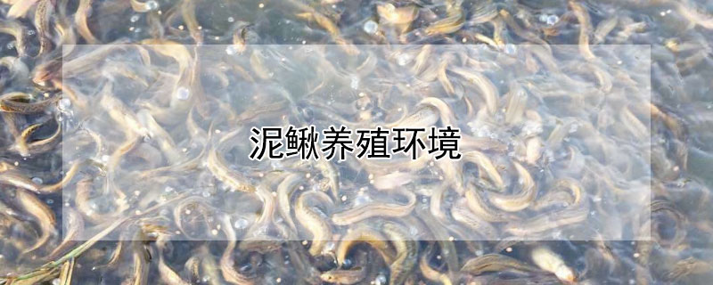 泥鳅养殖环境