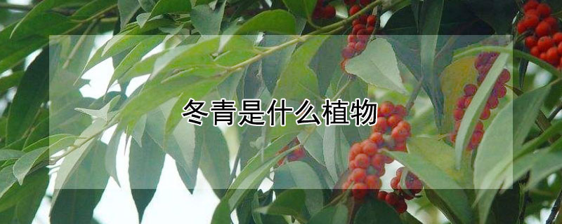 冬青是什么植物