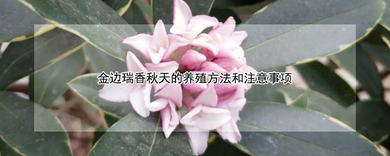 金边瑞香秋天的养殖方法和注意事项