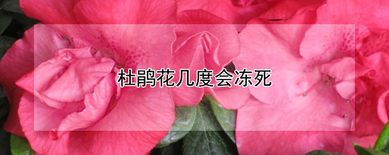 杜鹃花几度会冻死