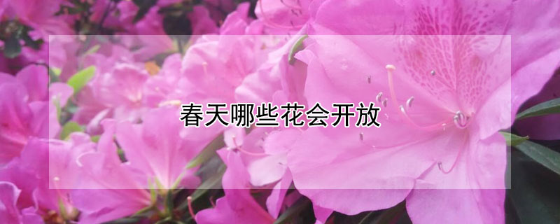 春天哪些花会开放