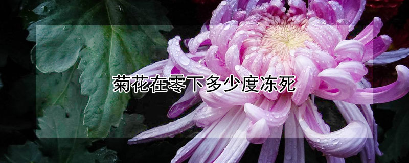 菊花在零下多少度冻死