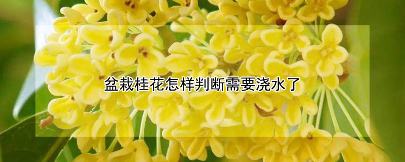 盆栽桂花怎样判断需要浇水了